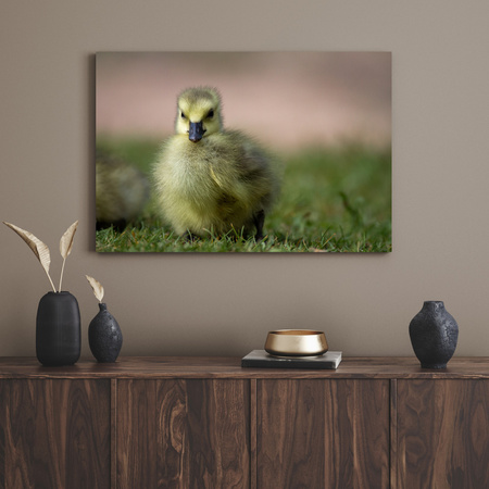 Canvas Print Animals Duck 40x30 cm