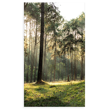 Canvas Print Forest Trees Sun Nature 70x120 cm