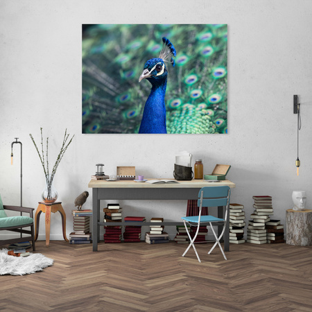 Canvas Print Animals Peacock 40x30 cm