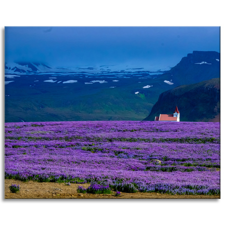 Canvas Print Nature Lavender Field 100x80 cm