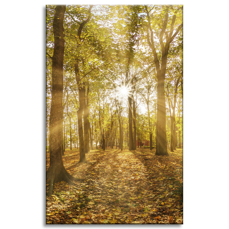 Canvas Print Sun Between Trees in the Forest 50x80 cm