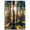 Canvas Print Forest Sun Trees Spring Morning 50x70 cm