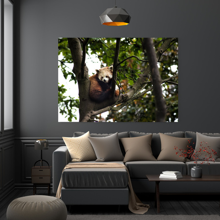 Canvas Print Animals Red Panda 100x80 cm