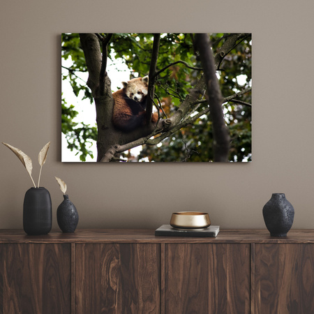 Canvas Print Animals Red Panda 100x80 cm