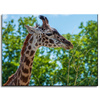 Canvas Print Animals Giraffe 40x30 cm
