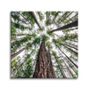 Canvas Print Trees Sky Nature Nature Art 90X90 cm