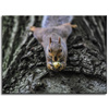 Canvas Print Animals Squirrel_2 40x30 cm