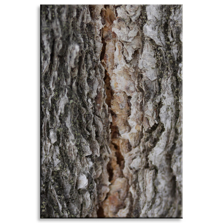 Canvas Print Nature Tree Bark 80x120