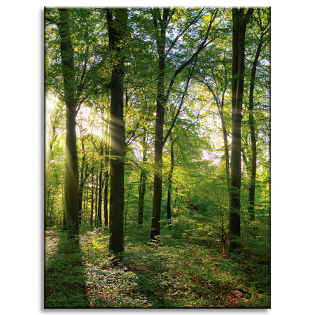 Canvas Print Sun Forest Trees Rays of Light 30x40 cm