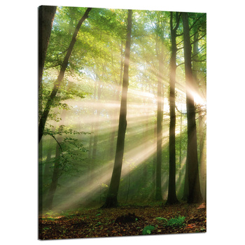 Canvas Print Sun in the Forest Trees Nature 50x70 cm