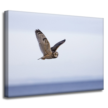 Canvas Print Animals Owl 40x30 cm