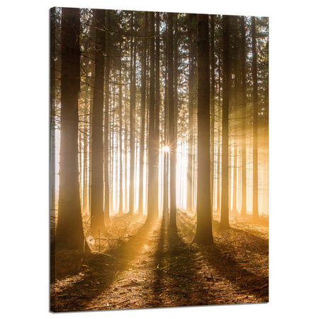 Canvas Print Sun in the Forest Light Tree 50x70 cm