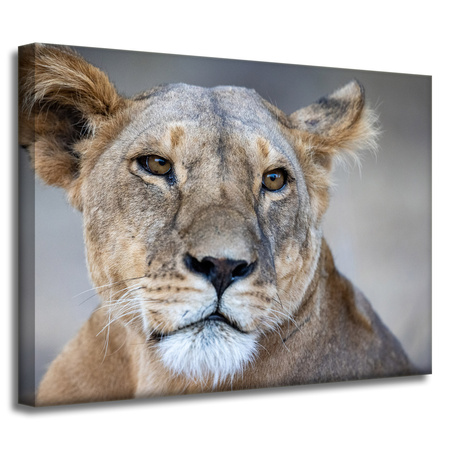Canvas Print Animals Lioness 40x30 cm