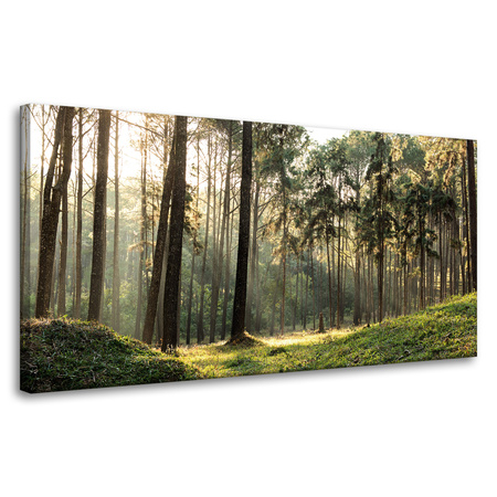 Canvas Print Forest Trees Sun Nature 80x40 cm