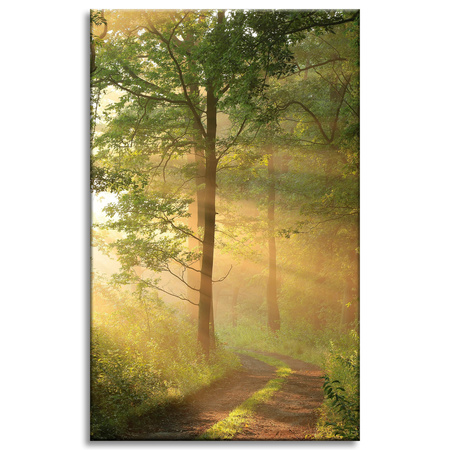 Canvas Print Sunlight Forest Path Nature 50x80 cm