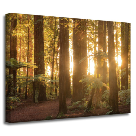 Canvas Print Sun Rays Forest Trees 40x30 cm