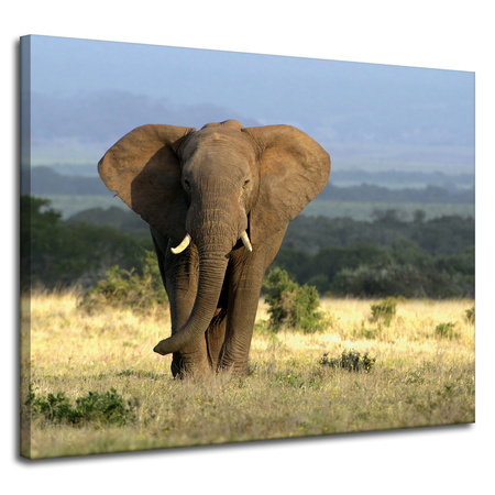 Canvas Print Elephant Africa Savannah Nature Art 100x80 cm