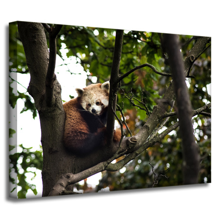 Canvas Print Animals Red Panda 40x30 cm
