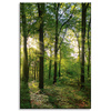 Canvas Print Sun Forest Trees Rays of Light 80x120 cm