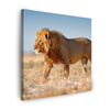 Canvas Print Walking Lion on Savannah Grass 90X90 cm
