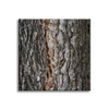 Canvas Print Nature Tree Bark 90x90