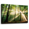 Canvas Print Sun in the Forest Trees Nature 60x40 cm