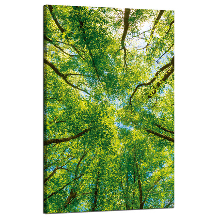 Canvas Print Trees Leaves Nature Forest Spring 50x80 cm