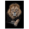 Canvas Print Gray Lion Face Wildness 80x120 cm