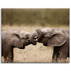 Canvas Print Elephant Meeting Africa Nature 100x80 cm