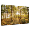 Canvas Print Sun Between Trees in the Forest 80x50 cm