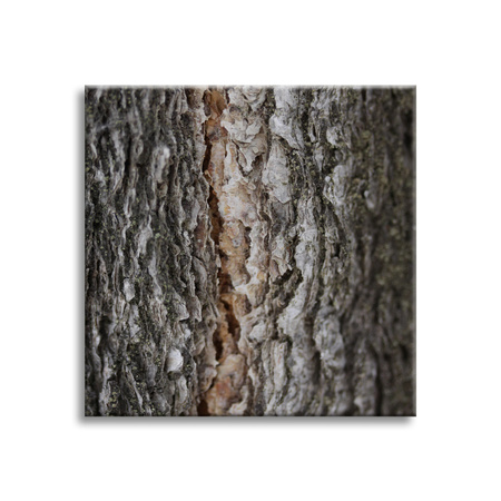 Canvas Print Nature Tree Bark 90x90