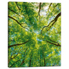 Canvas Print Trees Leaves Nature Forest Spring 40x50 cm