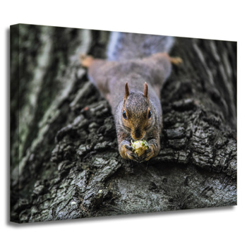 Canvas Print Animals Squirrel_2 40x30 cm
