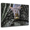Canvas Print Animals Squirrel_2 40x30 cm