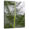 Canvas Print Botany Leaf 30x40 cm