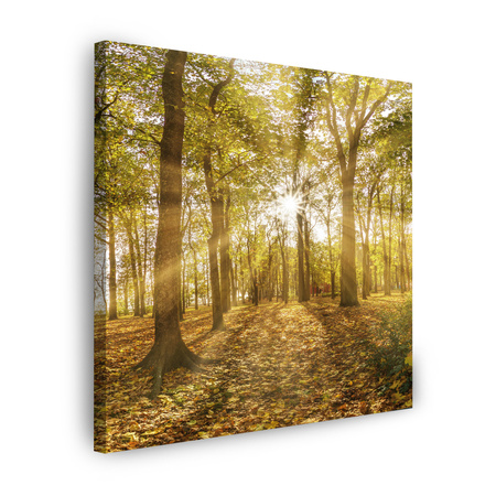 Canvas Print Sun Between Trees in the Forest 40X40 cm