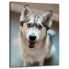 Canvas Print Animals Husky Dog 30x40 cm