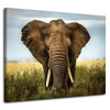 Canvas Print Elephant in Tall Grass Africa 100x80 cm