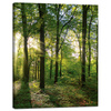 Canvas Print Sun Forest Trees Rays of Light 40x50 cm