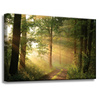 Canvas Print Sunlight Forest Path Nature 60x40 cm