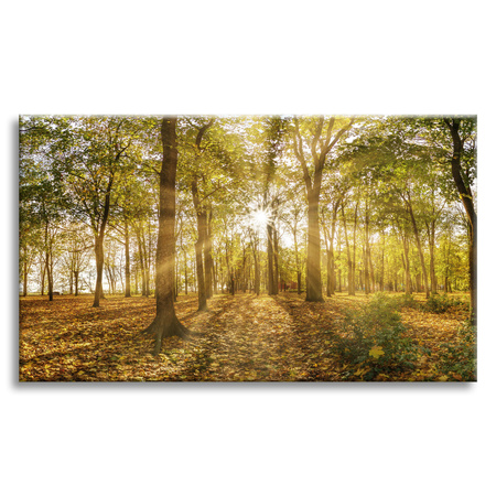 Canvas Print Sun Between Trees in the Forest 120x80 cm