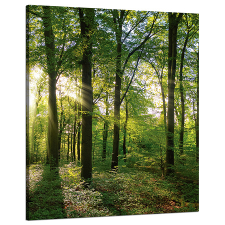 Canvas Print Sun Forest Trees Rays of Light 80x100 cm