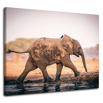 Canvas Print Muddy Running Elephant Nature 100x80 cm