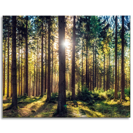 Canvas Print Forest Sun Trees Spring Morning 100x80 cm