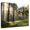 Canvas Print Forest Trees Sun Nature 50x40 cm