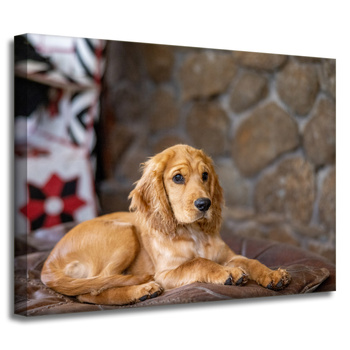 Canvas Print Animals Dog 40x30 cm