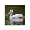 Canvas Print Animals Pelican 40x40 cm