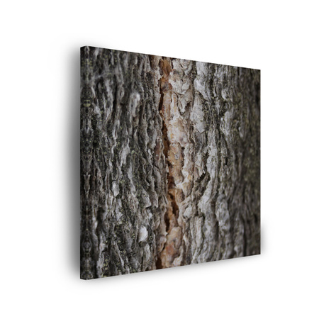 Canvas Print Nature Tree Bark 90x90