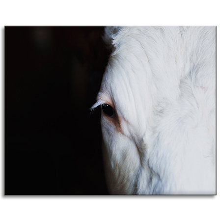 Canvas Print Animals Eye 100x80 cm