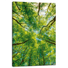 Canvas Print Trees Leaves Nature Forest Spring 40x60 cm
